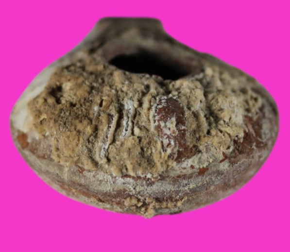 Jesus Christ Homeland Oil Lamp Authentic Holy Land Artifact 100 - 400 AD COA L03