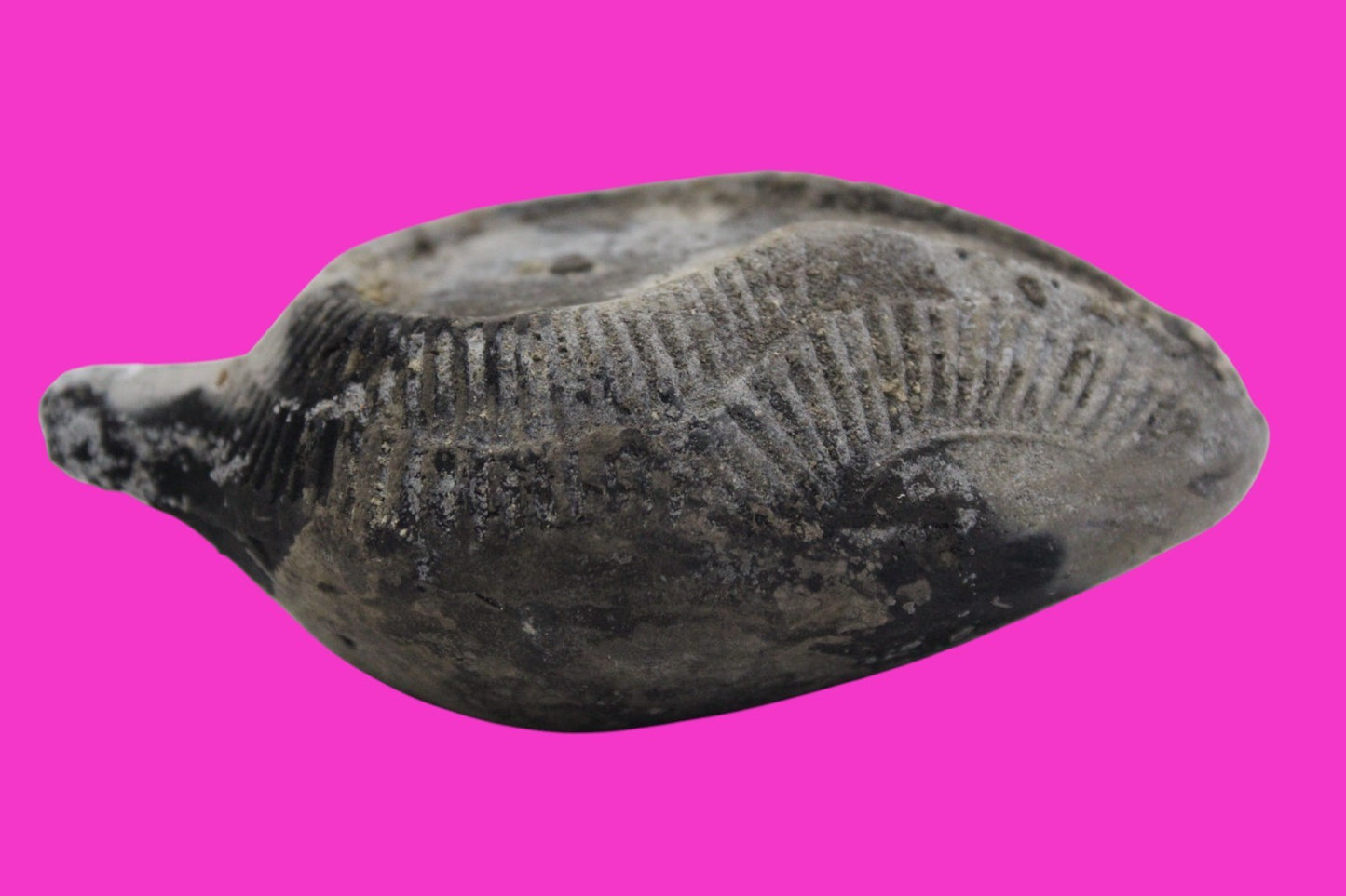 Ancient Holy Land Oil Lamp Artifact From Jesus Christ Home Land 100-500AD COA 61