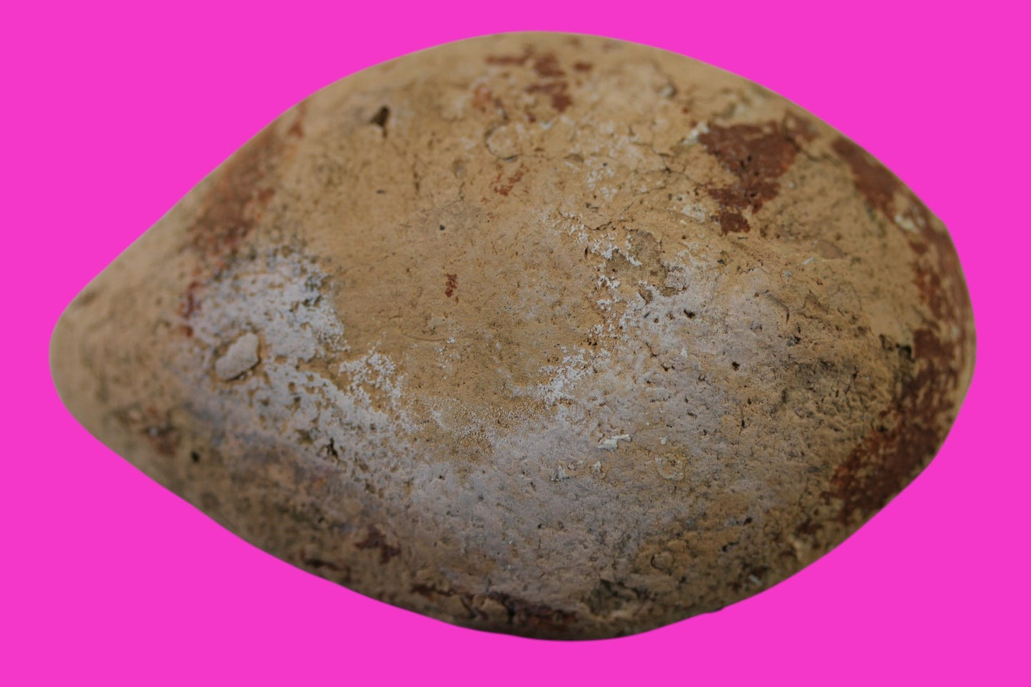 Ancient Holy Land Oil Lamp Artifact Jesus Christ Homeland 100 - 400 AD COA L04