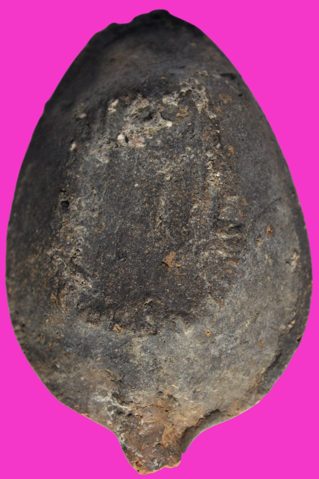 Ancient Holy Land Oil Lamp Artifact Jesus Christ Home 300-600 AD Israel COA 95