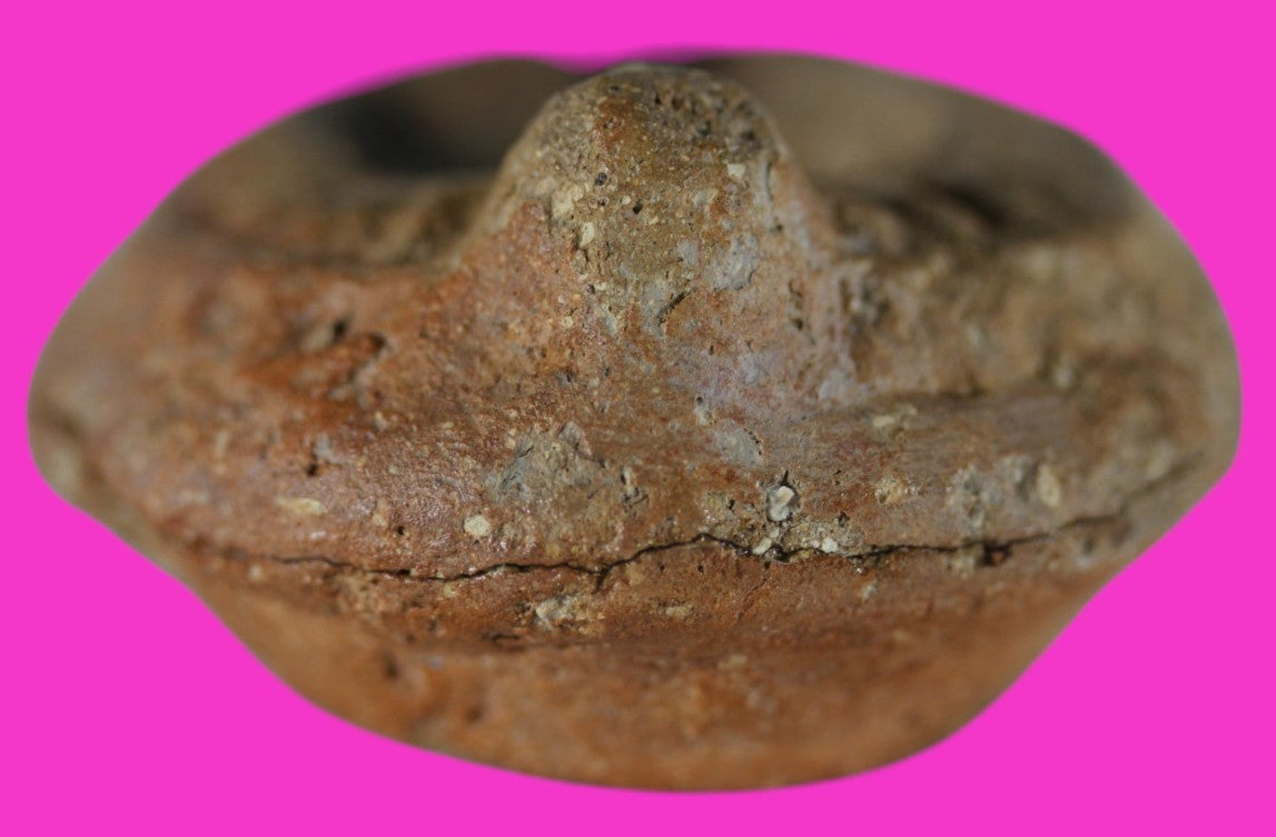 Ancient Holy Land Oil Lamp Artifact Jesus Christ Homeland 100 - 400 AD COA L11