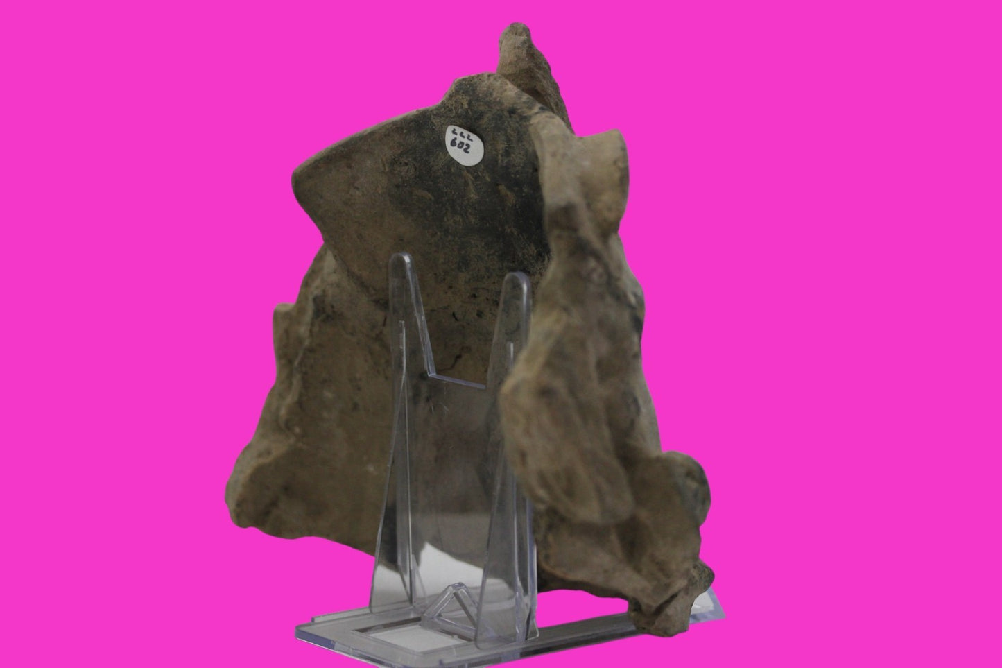 Pre Columbian Artifact Authentic Big Face Ornament Colima Mexico 200 BC COA J104