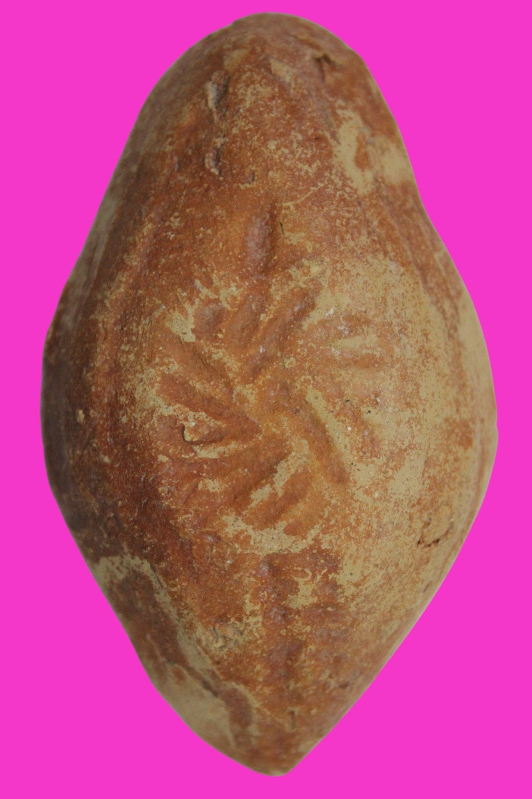 Ancient Holy Land Oil Lamp Artifact  From Jesus Christ Homeland 400-600AD COA 38